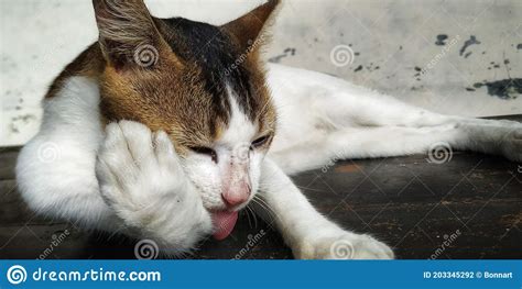 Um Gato Selvagem Lambendo Sua Pata Foto De Stock Imagem De Focinho Branco 203345292