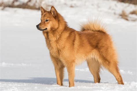 Finnish Spitz Dog Breed Characteristics And Care