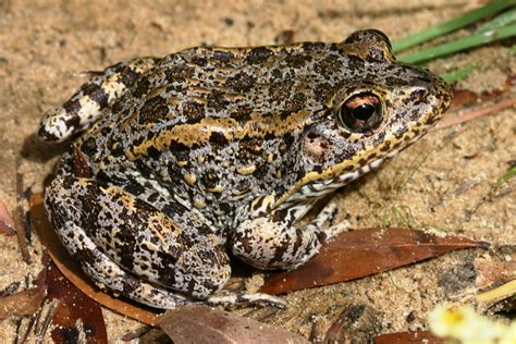 Frogs And Toads Of North Carolina Frogs By State