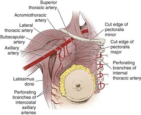 Breast Surgery Basicmedical Key