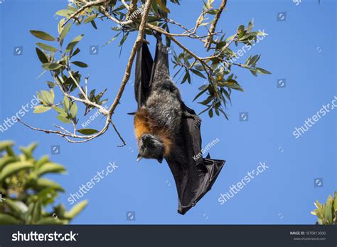 Greyheaded Flying Fox Roosting Bat Camp Stock Photo 1870813000