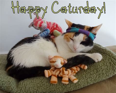 26 Happy Caturday Cat Memes Caturday Meme