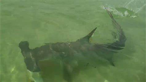 Great Hammerhead Shark Attack Caught On Camera Youtube