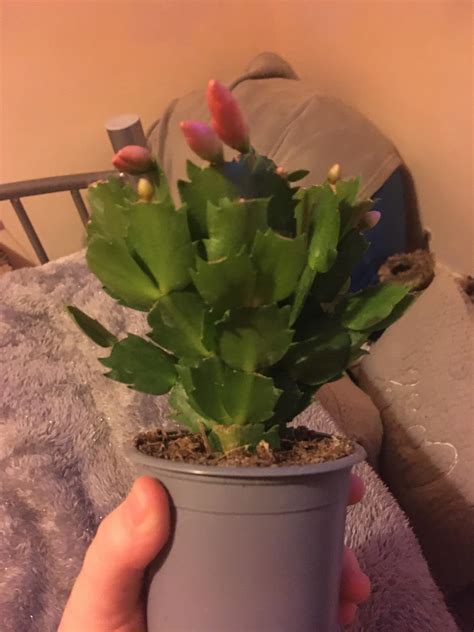 Just Bought This Beauty At Asda Can Anyone Identify It Cactus