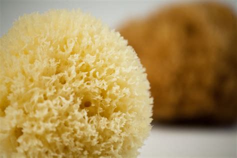 Natural Sea Sponge Grass Ag Natural Sea Sponges