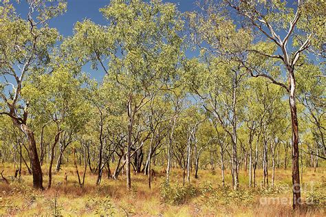 Australian Eucalyptus Forest Photograph By Christian Hallweger Pixels