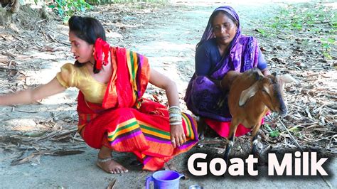 beautiful village girl milking a goat ।। village style goat milking video in bangladesh youtube