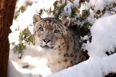 Snow Leopard Of Afghanistan
