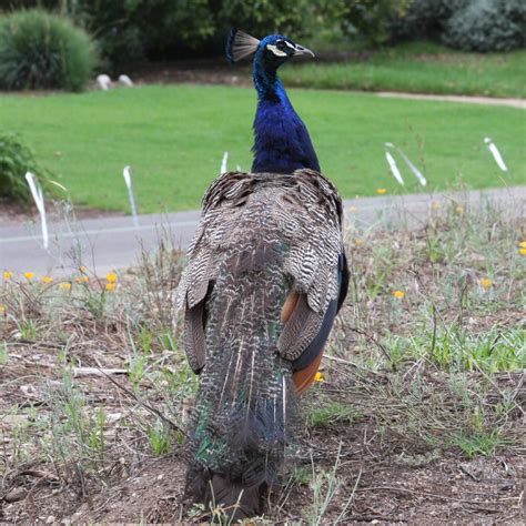 Peacock Hmxxyy Flickr