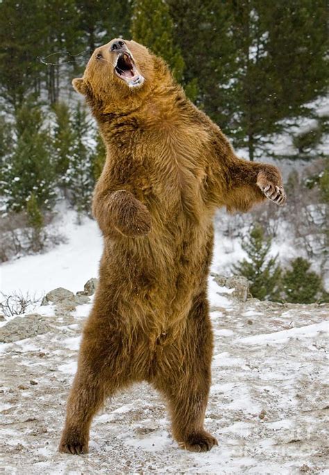 Grizzly Standing By Jerry Fornarotto Grizzly Bear Bear Pictures Bear Photos