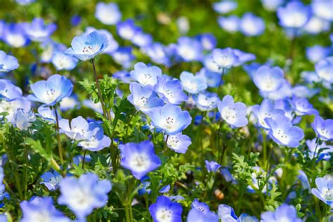 The Baby Blue Eyes Flower Is A Charming Plant Beautifully Colored And