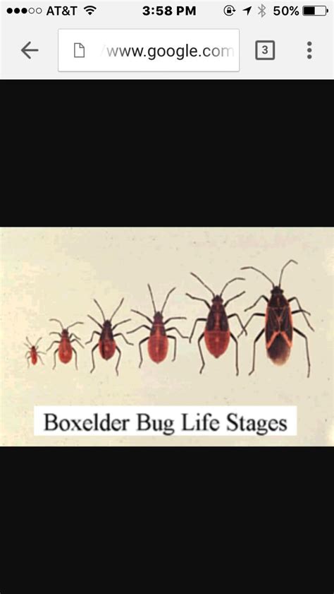 Pin By Terry Paul On 1 Good Vs Bad Bugs In Your Garden And Yard Bad Bugs Bugs Garden And Yard