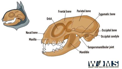 The Ultimate Guide To Cat Skull Images And Anatomy Woms