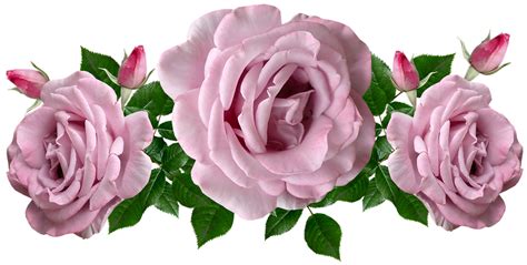 Flowers Mauve Roses Free Photo On Pixabay