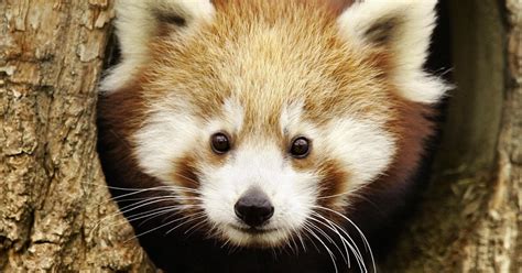 Red Panda Smiling With Bamboo Photos Time