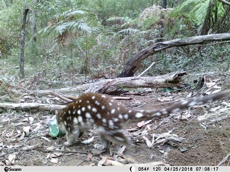 Spot Tailed Quoll Habitat Being Logged Take Action Friends Of The