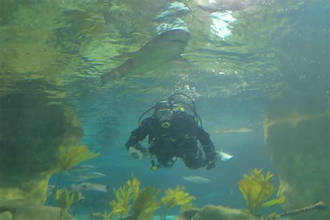 National Aquarium Napier 2018 Dive Hq Wellington