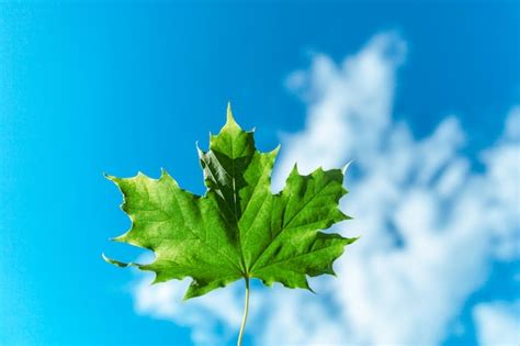 Premium Photo Green Maple Leaf Against Blue Cloudy Sky