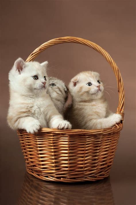 Fluffy Little Kittens Stock Image Image Of Cluster Beauty 27476551