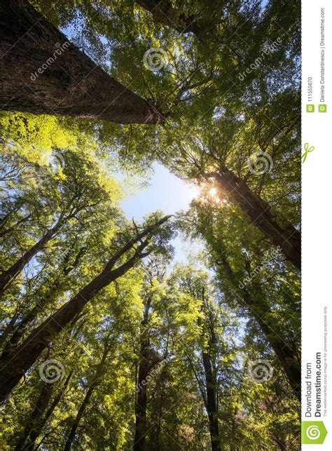Forest Perspective View Looking Up In Summer In New Zealand Stock Photo