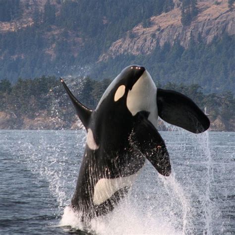 Pin On Orcas