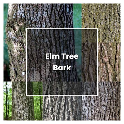 How To Grow Elm Tree Bark Plant Care And Tips Norwichgardener
