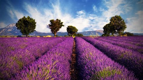 34 Lavender Fields In France Wallpapers Wallpaperboat