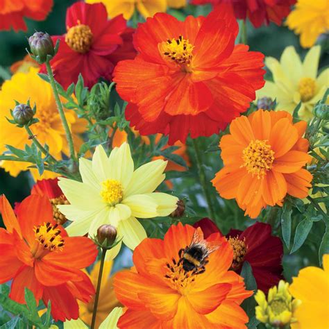 Cosmos Bright Lights Mix Cosmos Sulphureus