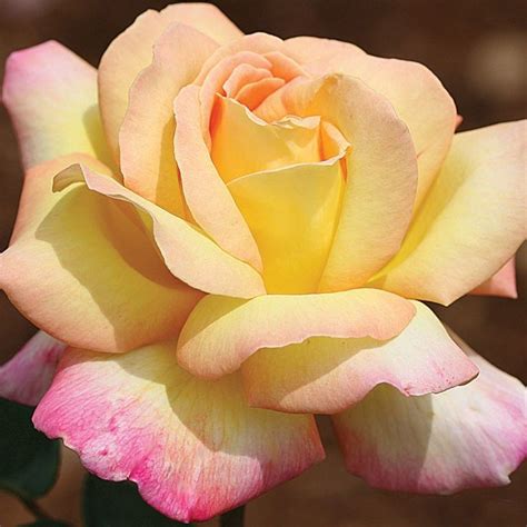 Peace Hybrid Tea Roses Tea Roses Roses Garden Care