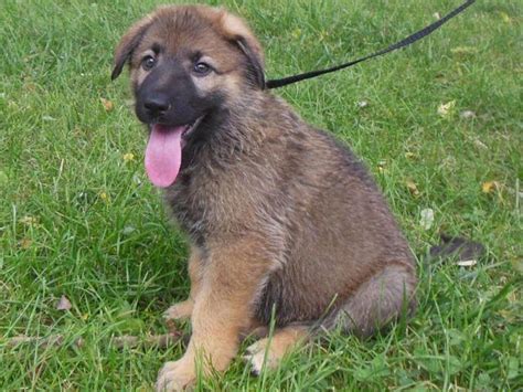 100 Purebred Sable German Shepherd Female Puppy For Sale In Elgin