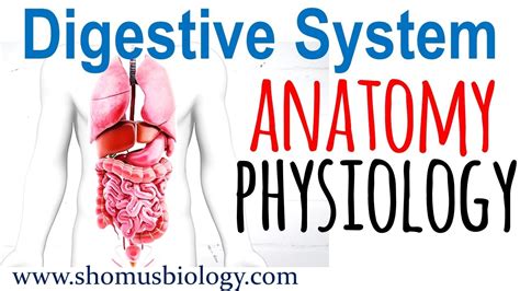 Digestive System Anatomy And Physiology Digestive System Lecture 1