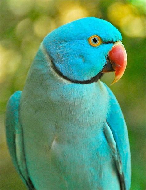 Blue Ringneck Parrot Color Birds Pet Birds Animals Beautiful Parrot