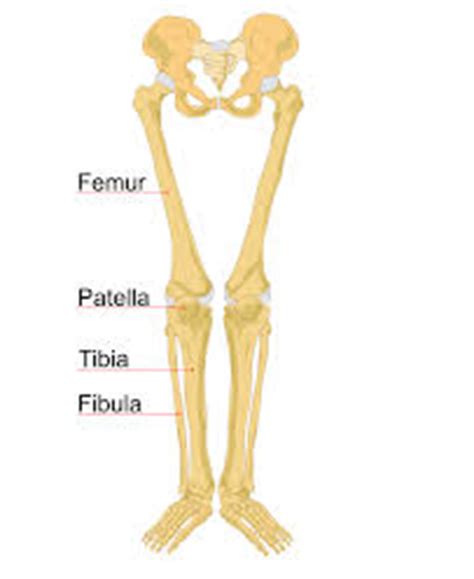 By brent brookbush dpt, pt, ms, pes, ces, cscs, acsm h/fs. Lower Extremity Anatomy: Parts and Functions | New Health Advisor