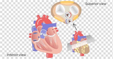 Aortic Valve Heart Valve Disease Aorta Heart Valve Transparent Background PNG Clipart HiClipart