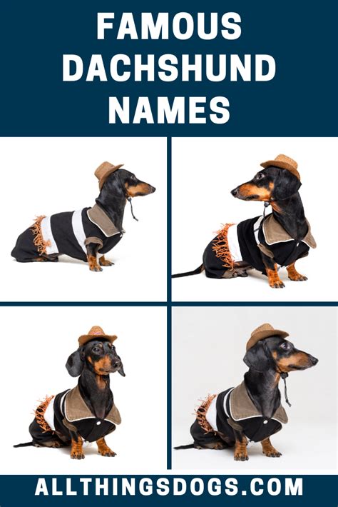 Famous Dachshund Names Dog Names Wiener Dog Dachshund Names