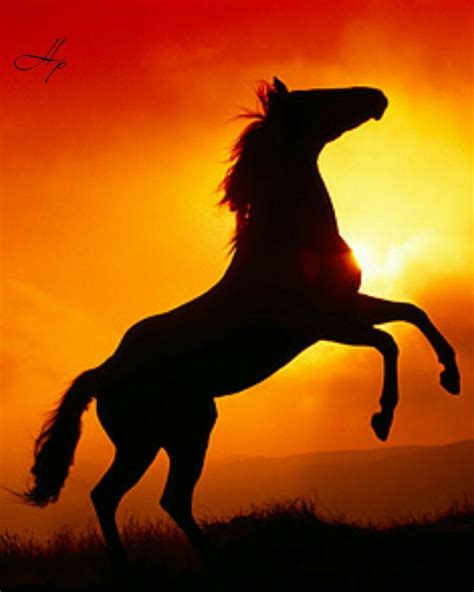 Sunset Wild Horse Horse Sunset Wild Horses Beautiful Horses