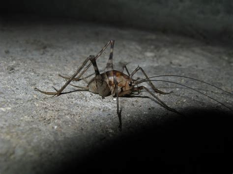 You may have heard about spiders called the sun spider or the wind scorpion. Camel crickets outnumber US populations, common in country