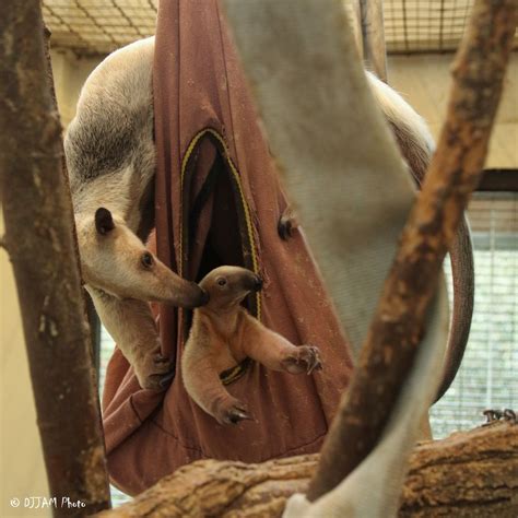 The Cincinnati Zoo Has Chosen A Name For New Baby Tamandua Mani Wkrc