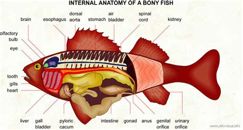 Chordata (Chordates) - DIGESTIVE SYSTEM IN PHYLUMS