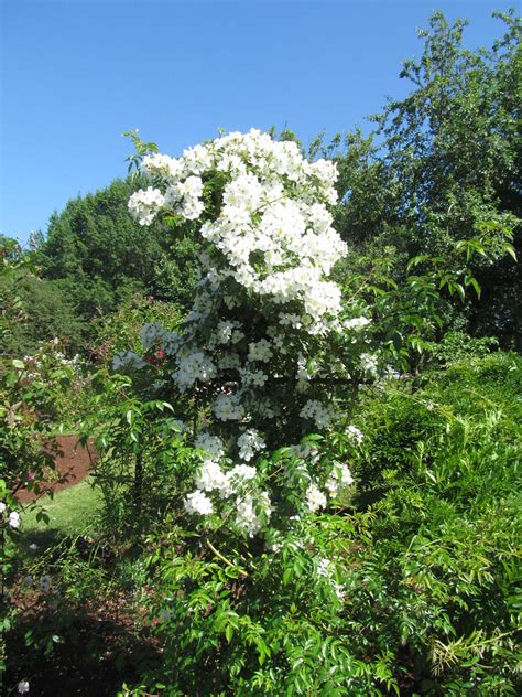 Barbara pierce bush was the keynote speaker at a planned parenthood fundraiser in texas on wednesday. Bush Rose Garden - Salem, Oregon | Bush Rose Garden ...