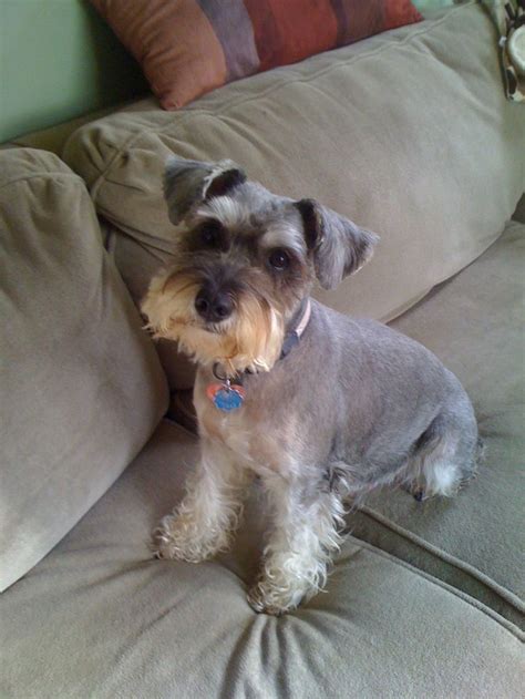 Supports forum intergration, and direct links. after shot of home haircut........very cute! | Schnauzer ...