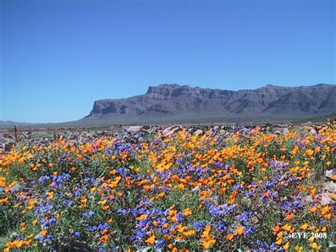 Arizona Desert Spring Flowers Arizona Wildflower Forecast Heres Why