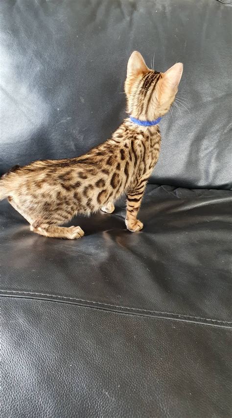 bengal kittens available in auckland — pride of eire bengals