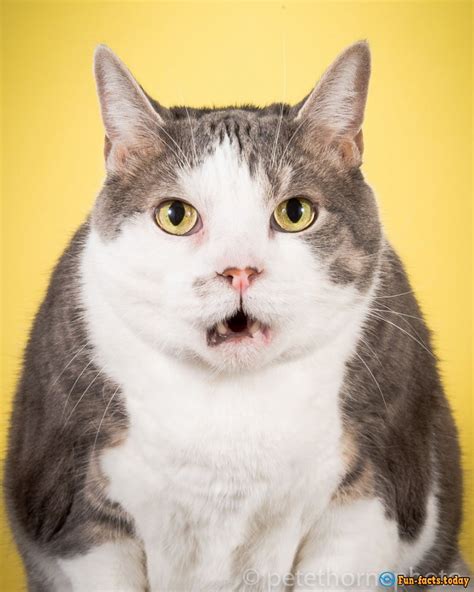 Funny Fat Cats The Photographer Shoots Cats That Are Not Going To Lose