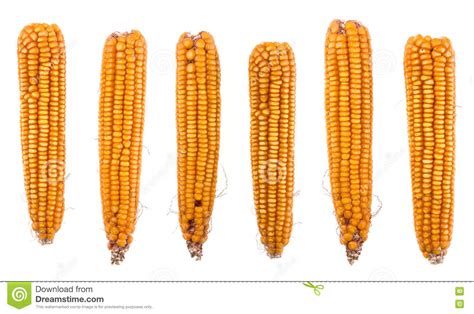 Dry Corn On The Cobs Isolated Stock Image Image Of Nutrition Yellow