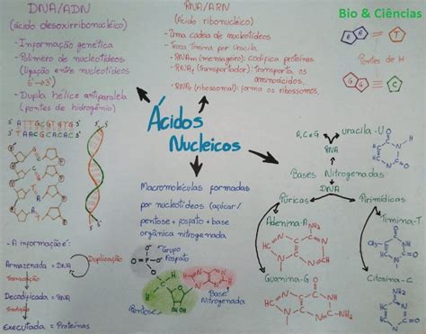 Mapa Mental ácidos Nucleicos Dna E Rna Mapa Mental Mapa Conceitual