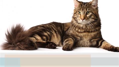 Manx Cat Historypersonalityhealthcare Youtube