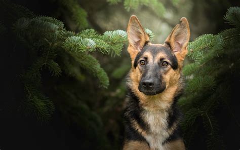 Download Wallpapers German Shepherd Dog Fir Tree Dogs Pets Cute
