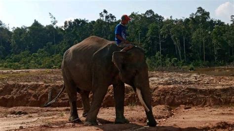 GAJAH Liar Yang Menewaskan Warga Di Muratara Dilepaskan Di Hutan Harapan Jambi Ini