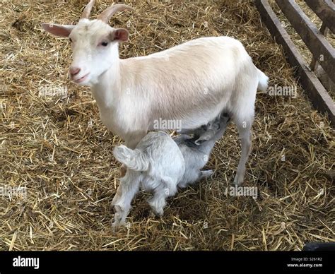 Goat Suckling Hi Res Stock Photography And Images Alamy